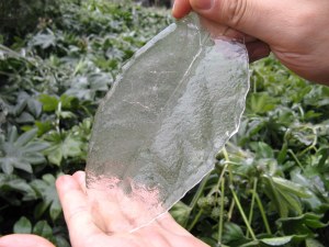 Leaf-shaped Ice